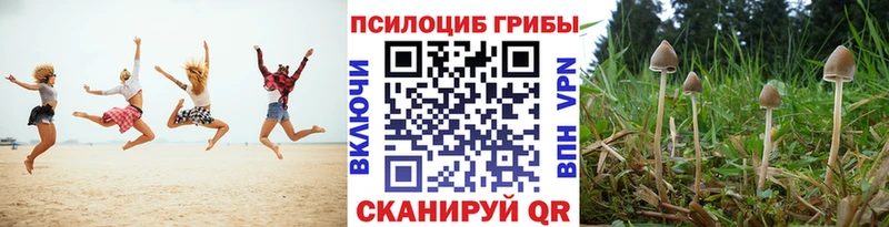 Псилоцибиновые грибы Psilocybe  Купить  Камышлов 